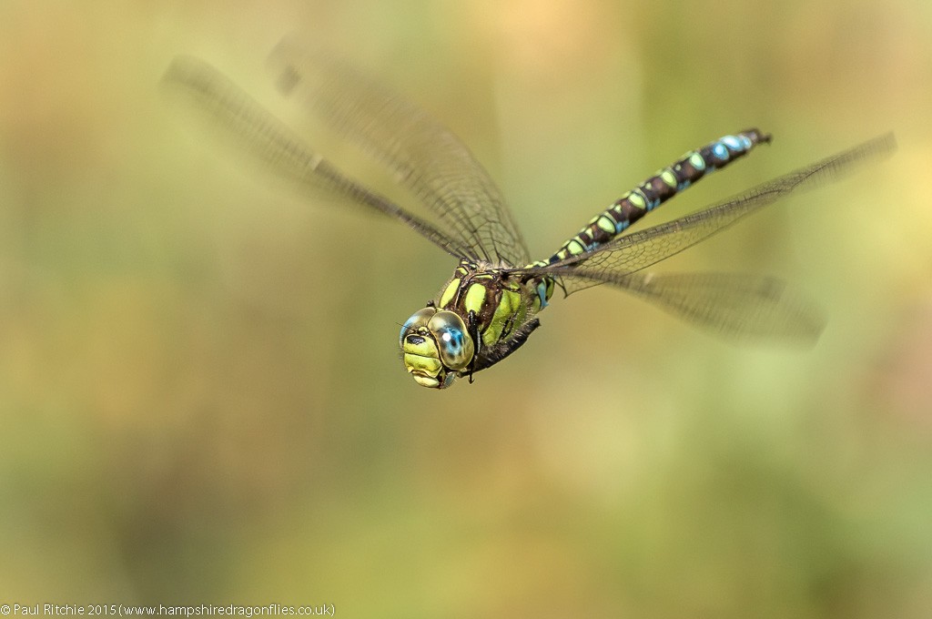 Southern Hawker - male in-flight