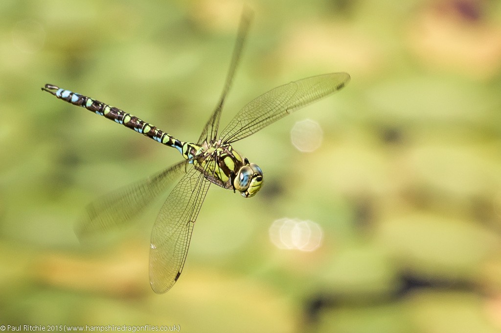 Southern Hawker - male in-flight