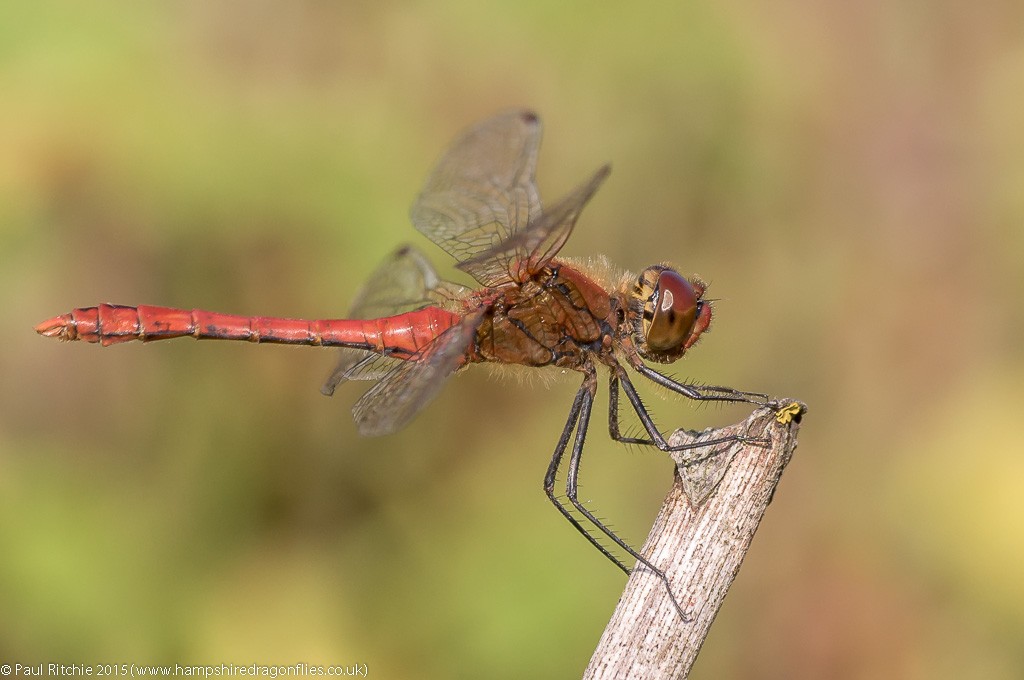 Ruddy Darter - male