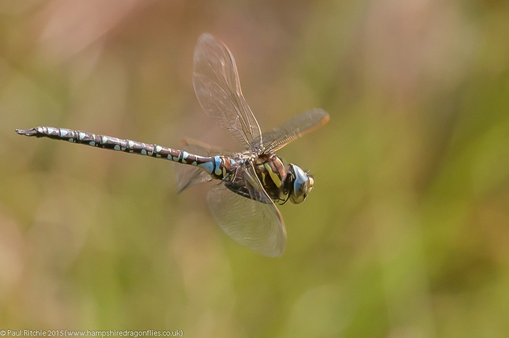 Moorland Hawker - male in-flight