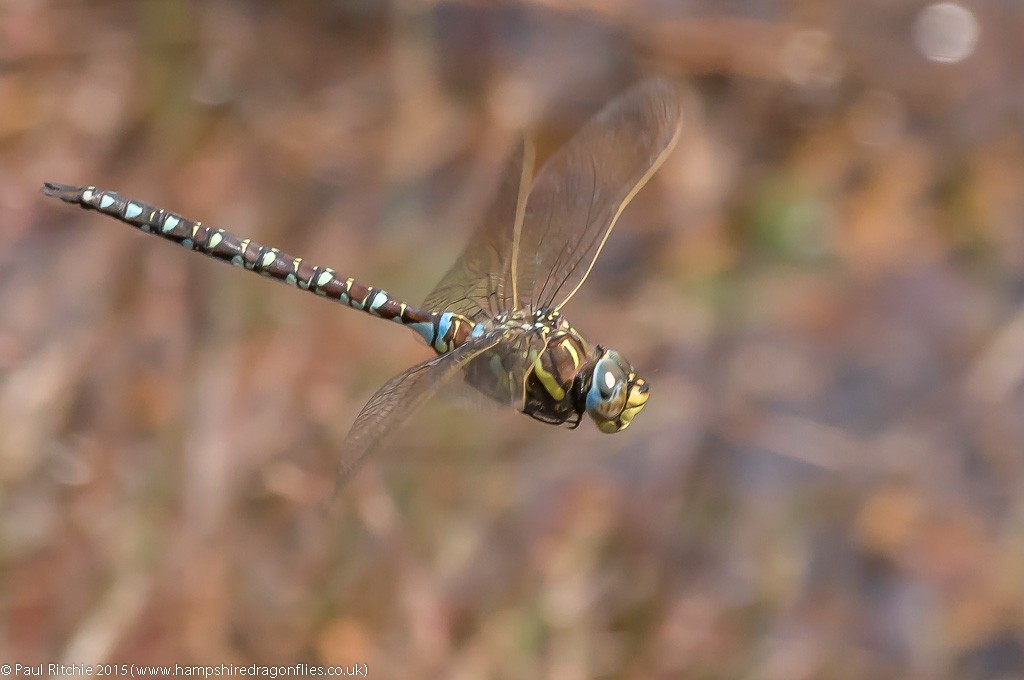 Moorland Hawker - male in-flight