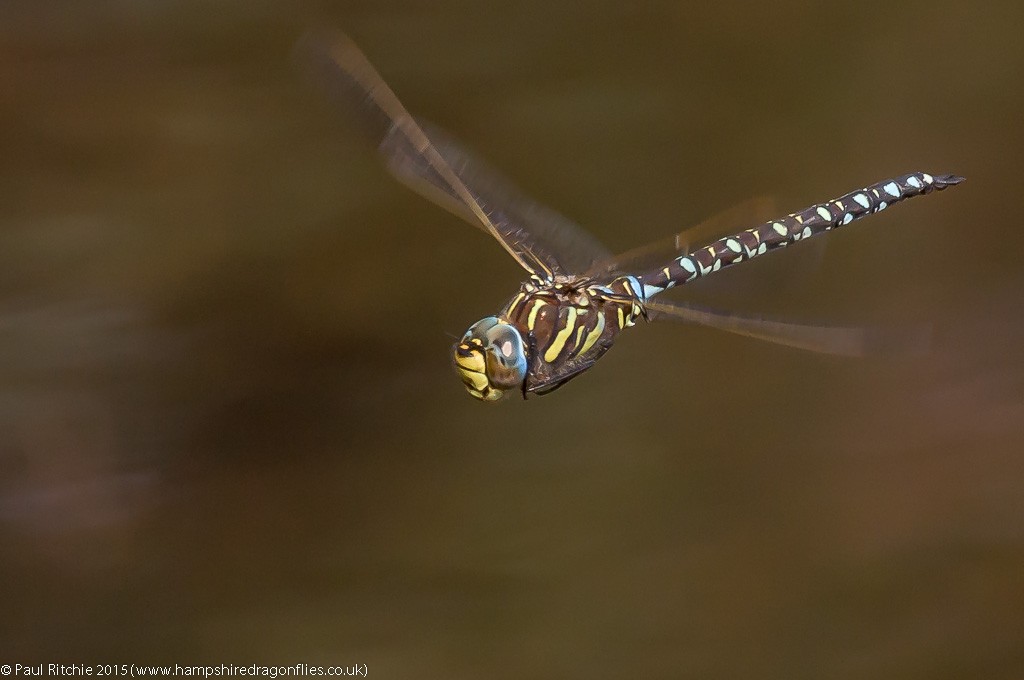 Moorland Hawker - male in-flight