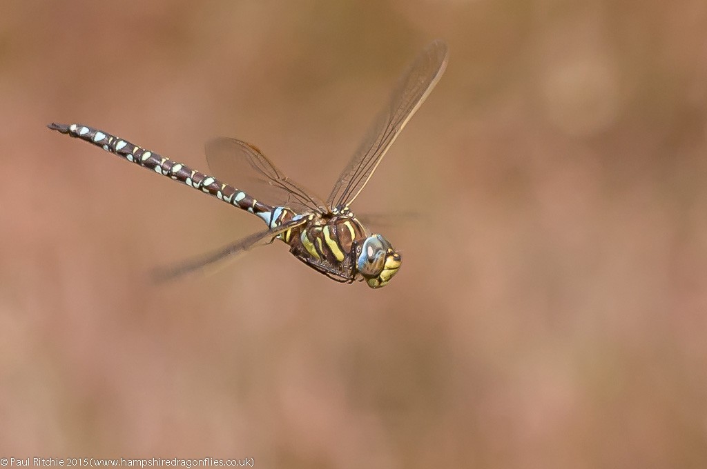 Moorland Hawker - male in-flight