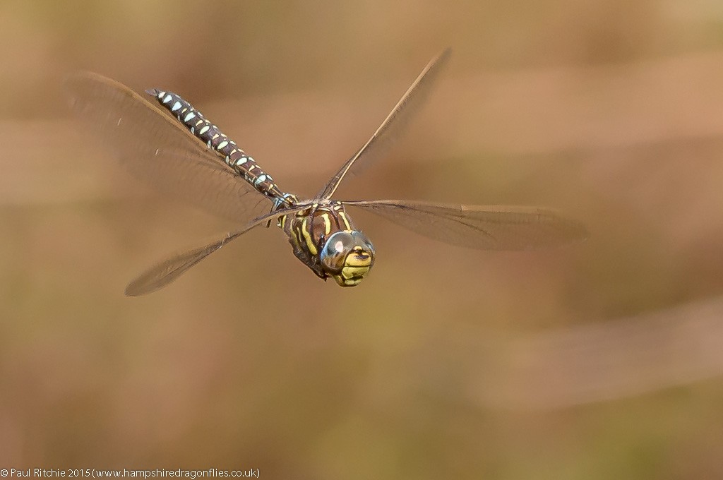 Moorland Hawker - male in-flight