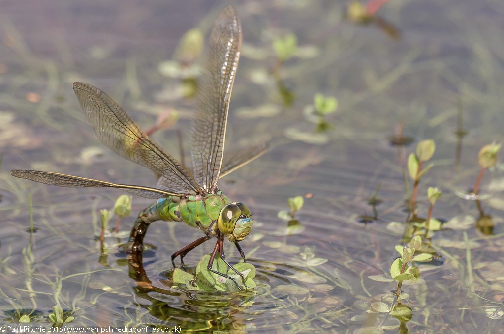 Emperor - female ovipositing