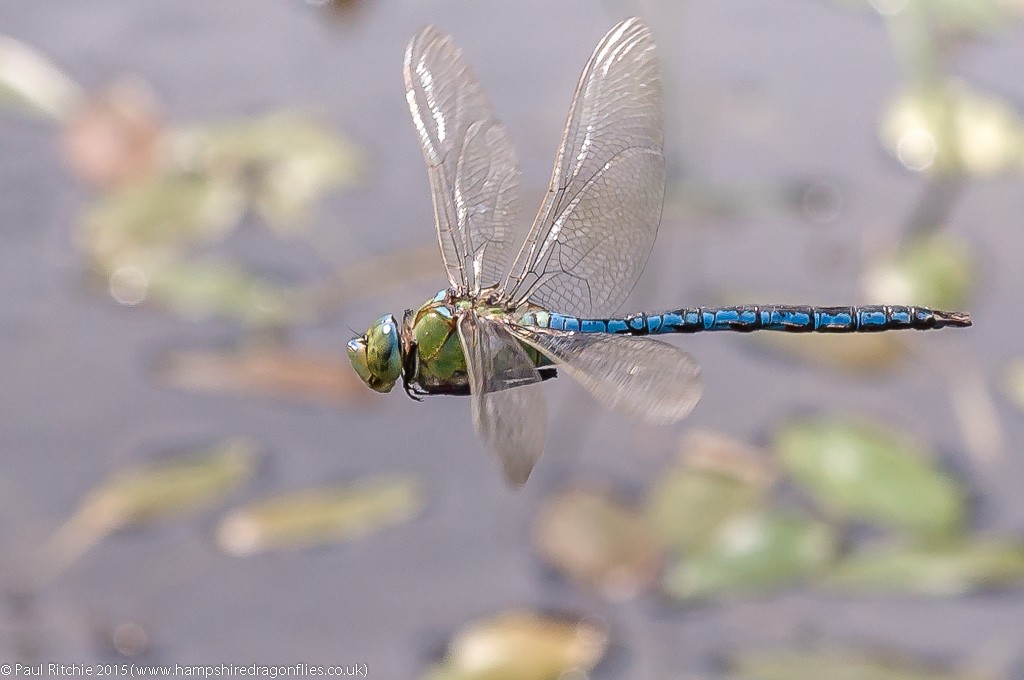 Emperor - male in-flight