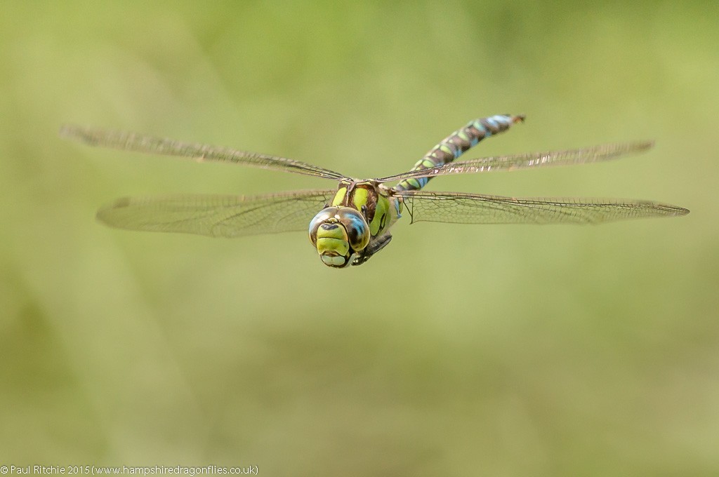 Southern Hawker - male in-flight