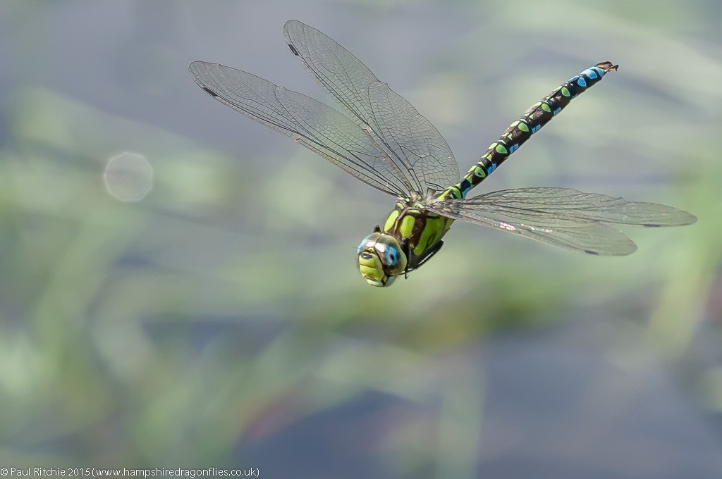 Southern Hawker - male in-flight