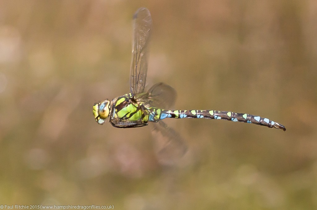 Southern Hawker - male in-flight