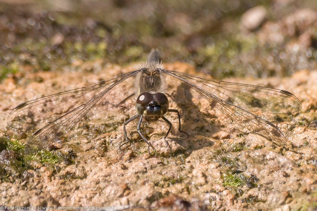 Black Darter - male