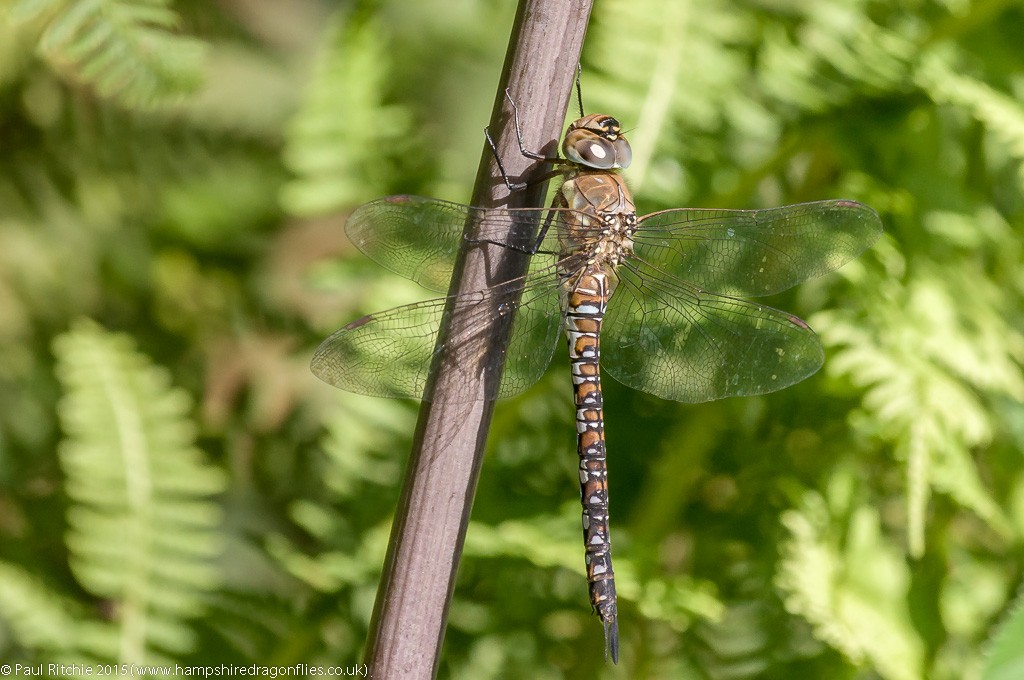 Migrant Hawker - female