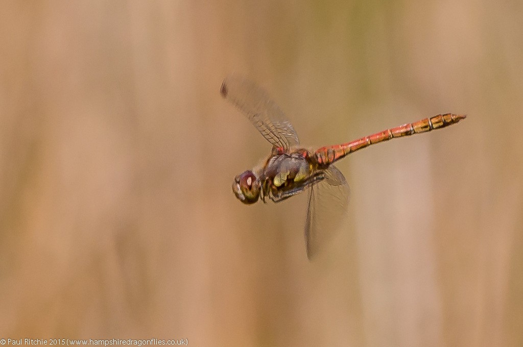 Common Darter - male in-flight