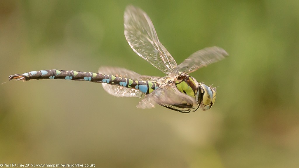 Southern Hawker - male in-flight