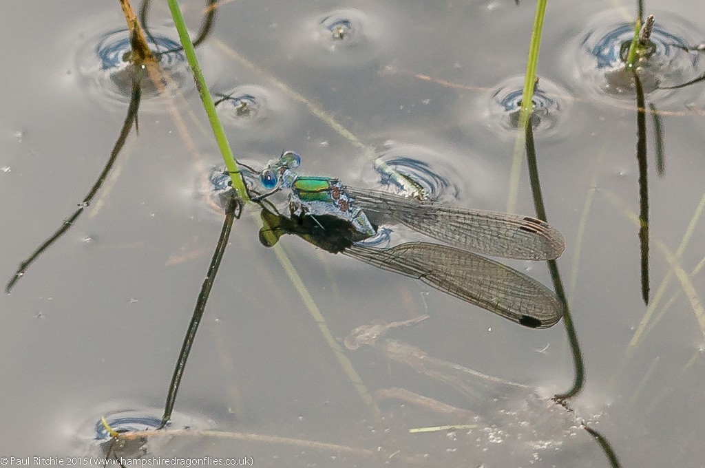 Common Emerald Damselfies - tandem pair ovipositing.