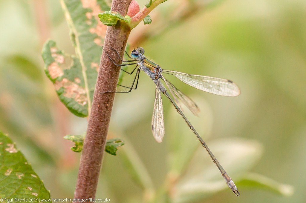 Common Emerald - male