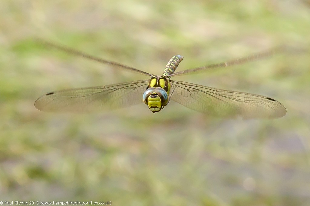 Southern Hawker - male in-flight