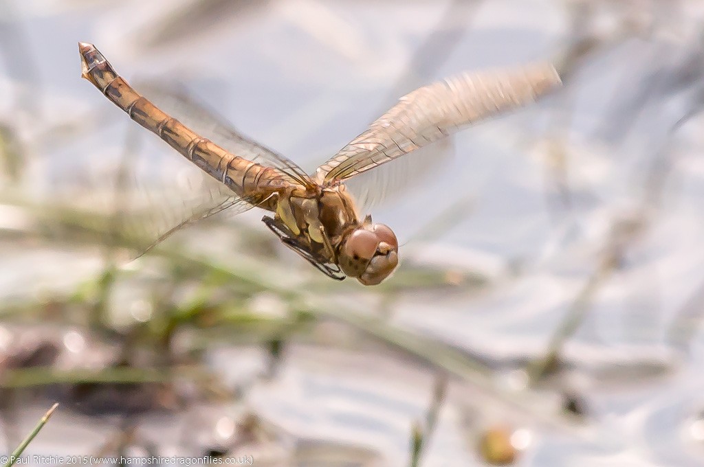 Common Darter - female in-flight