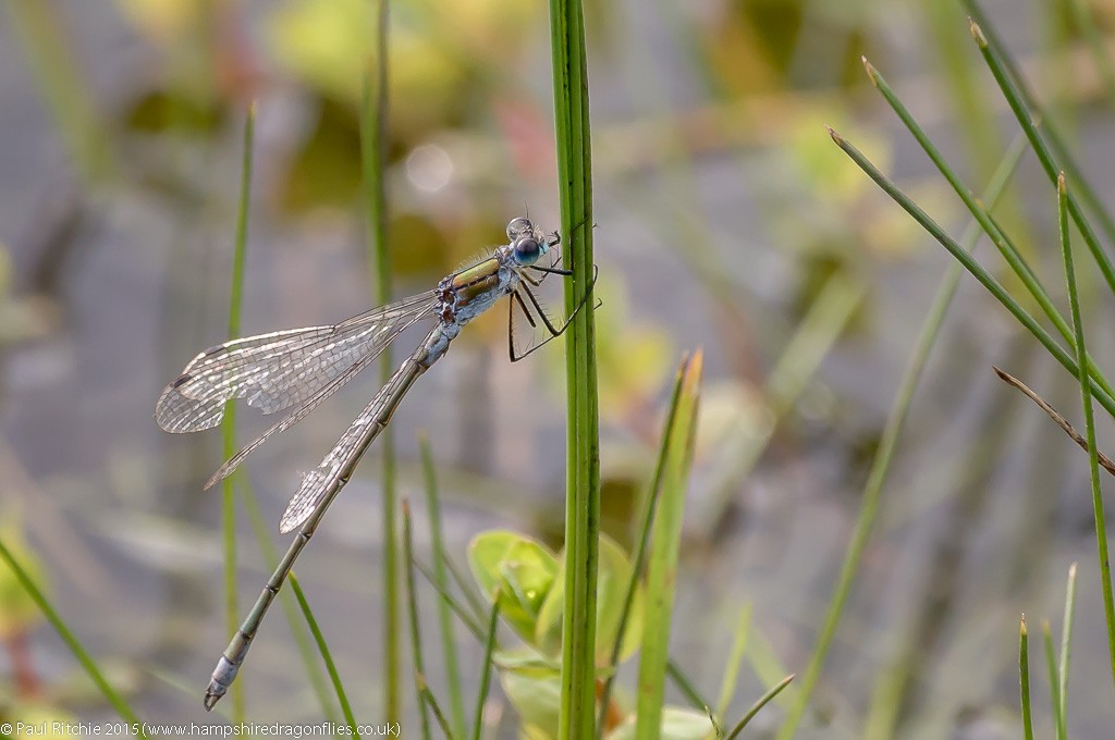 Common Emerald - male