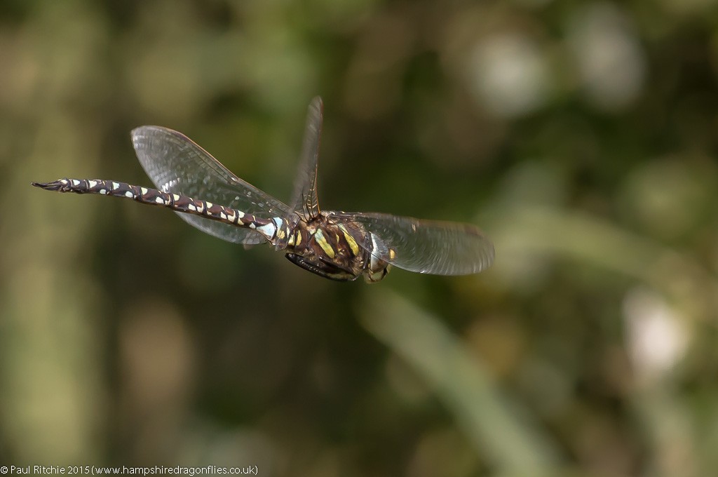 Moorland Hawker - male in-flight