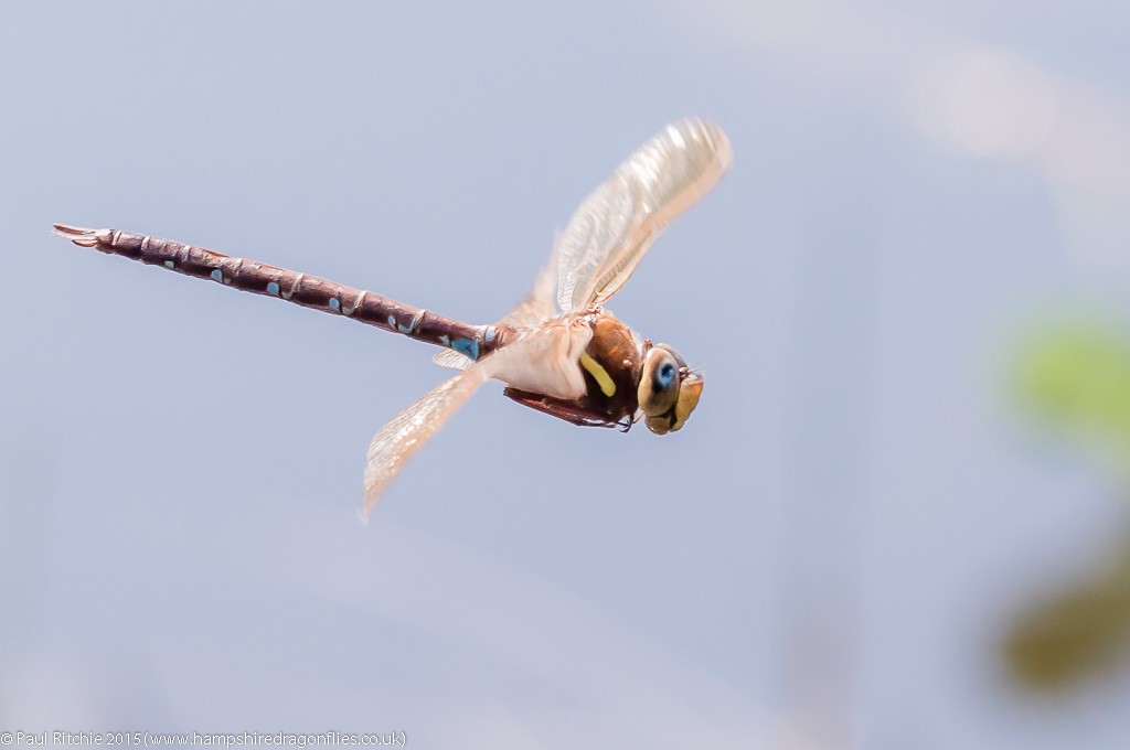 Brown Hawker - male in-flight