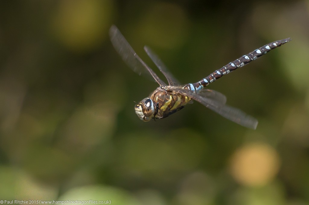 Migrant Hawker - male in-flight