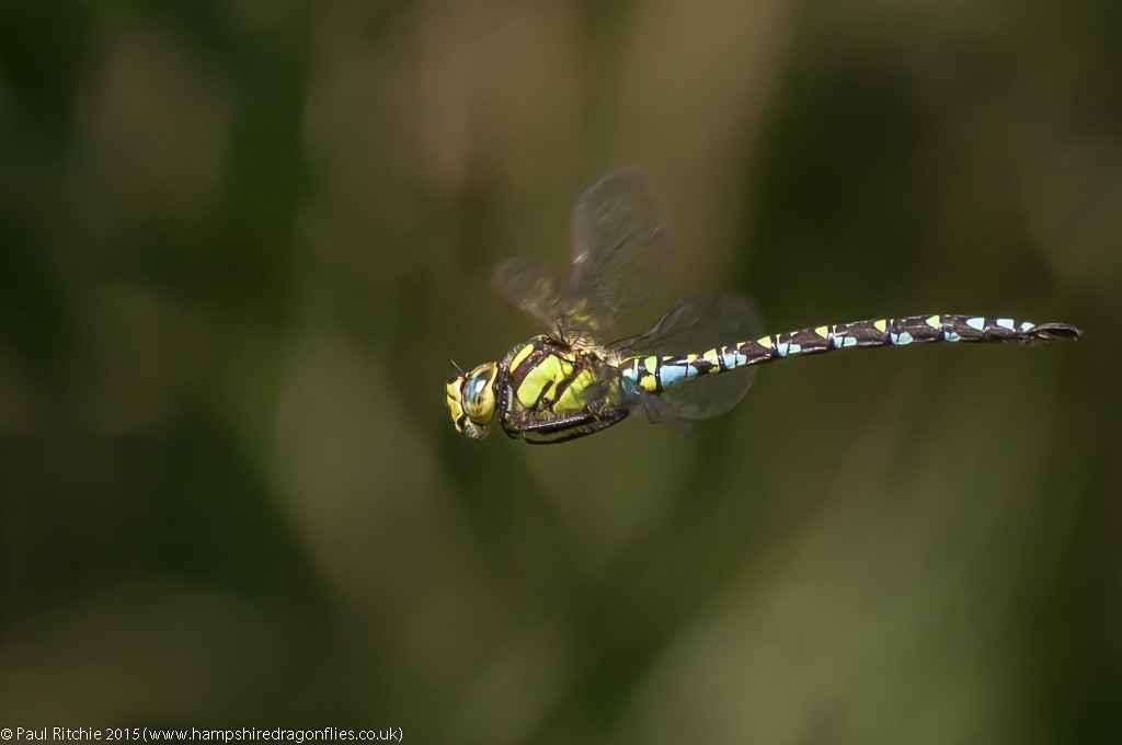 Southern Hawker - male in-flight