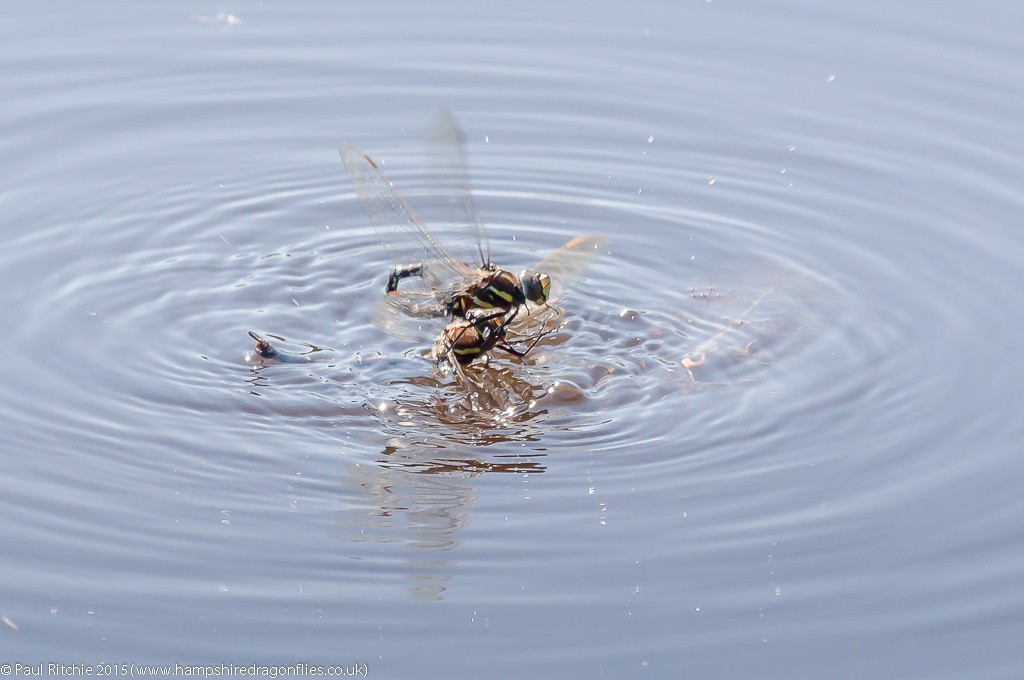 Moorland Hawkers - male dunking female before pairing