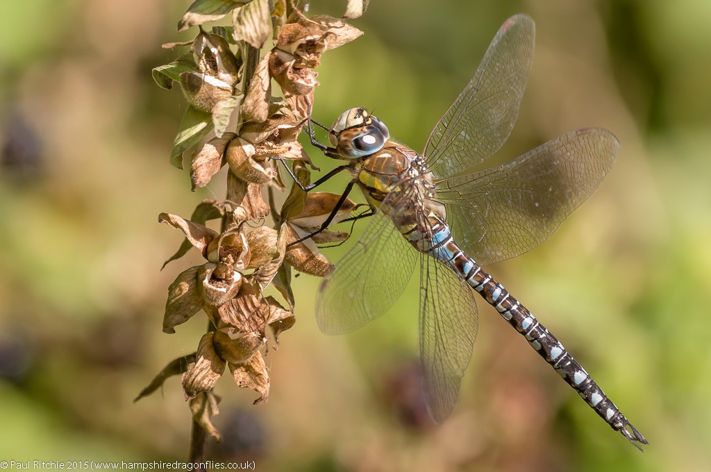 Migrant Hawker - male