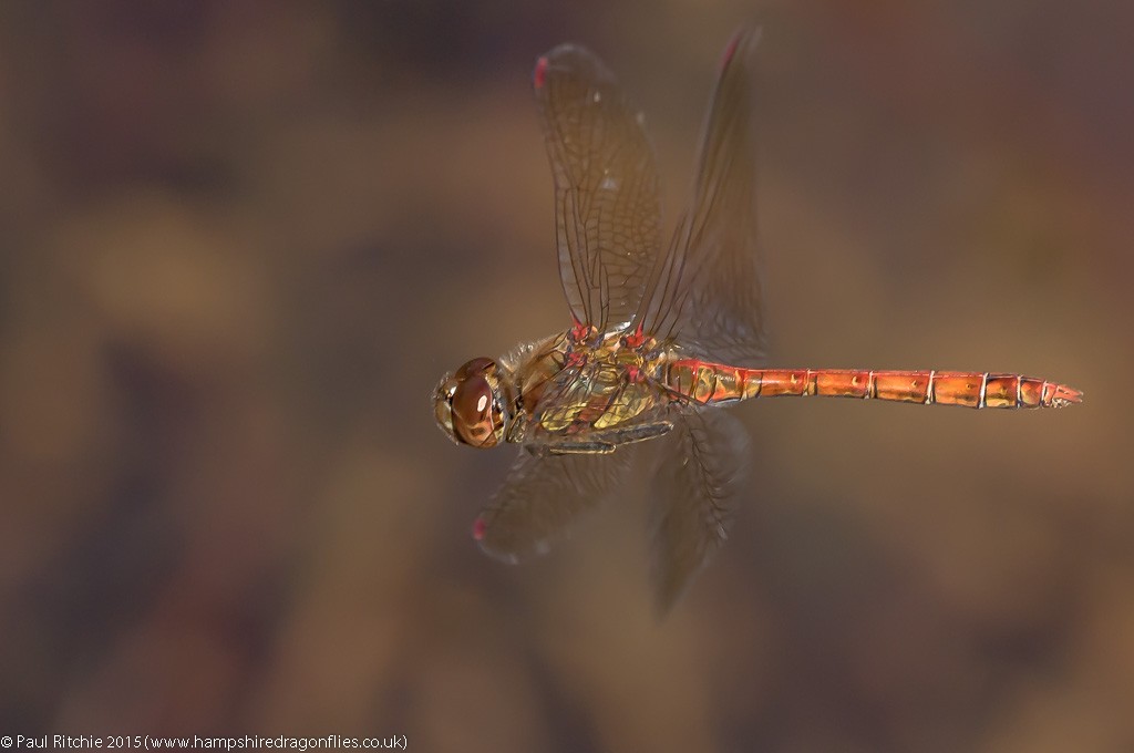 Common Darter - male in-flight