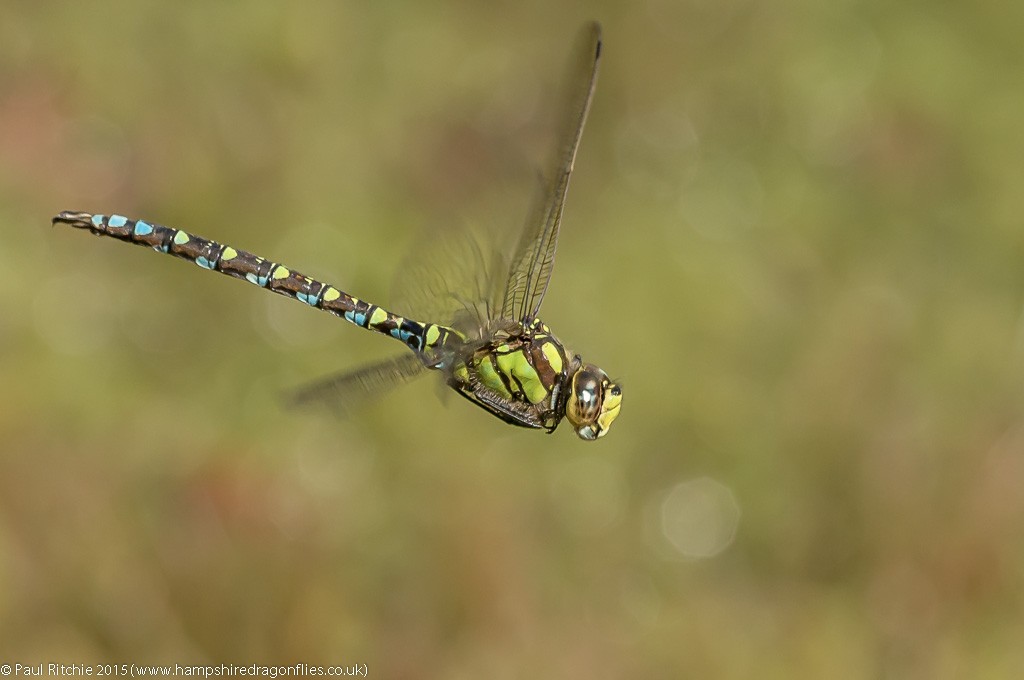 Southern Hawker - male in-flight