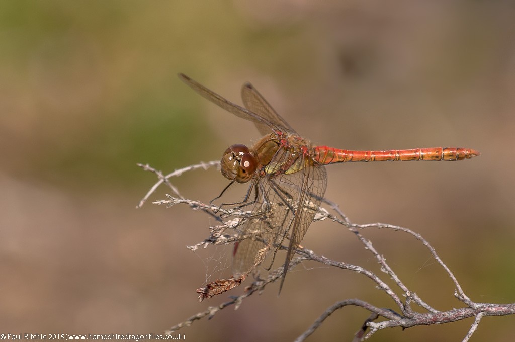 Common Darter - male