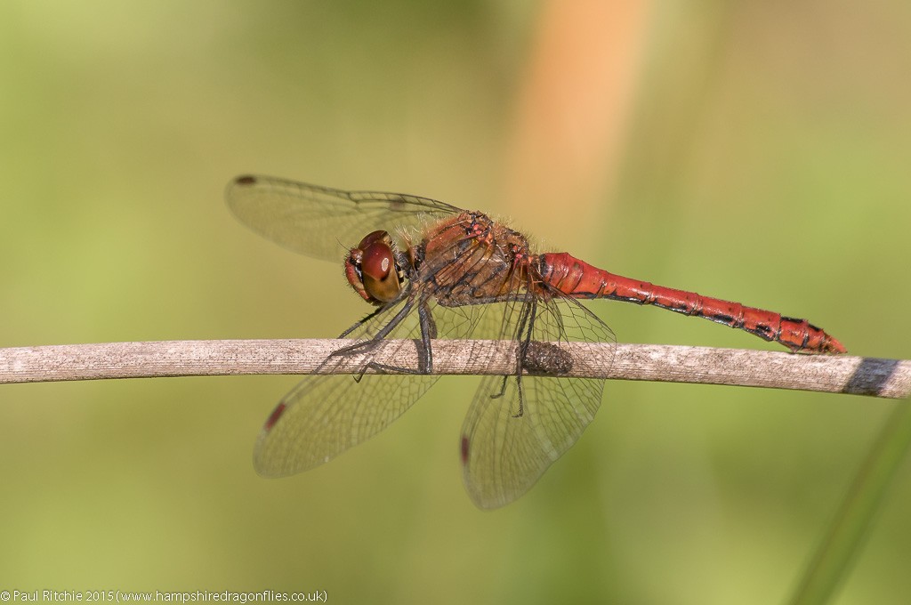 Ruddy Darter - male