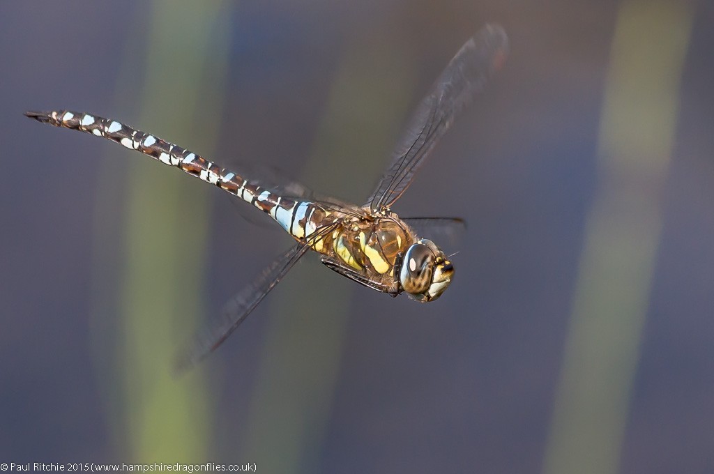 Migrant Hawker - male in-flight