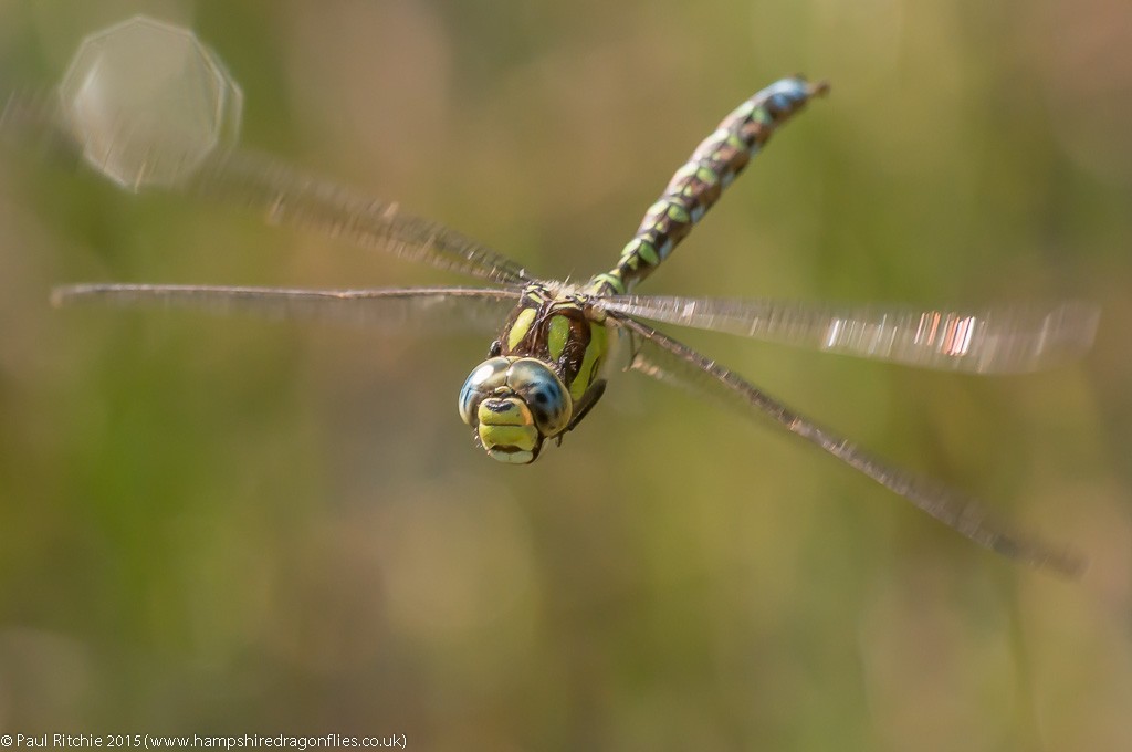 Southern Hawker - male in-flight