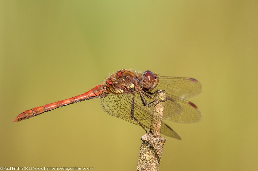 Common Darter - male