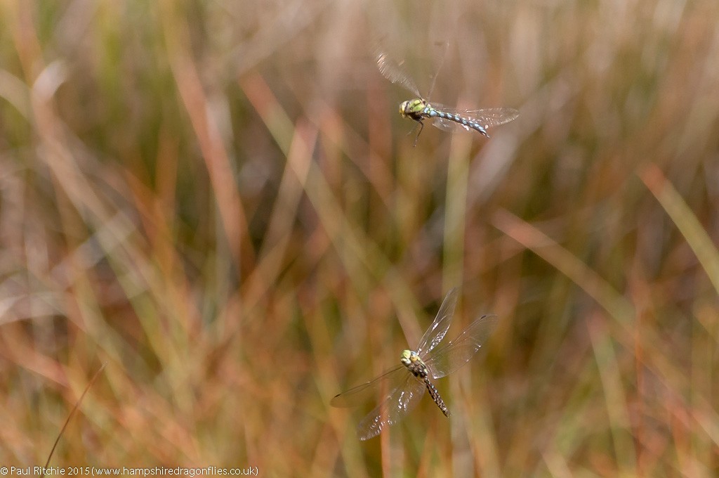 Southern Hawkers - battling males