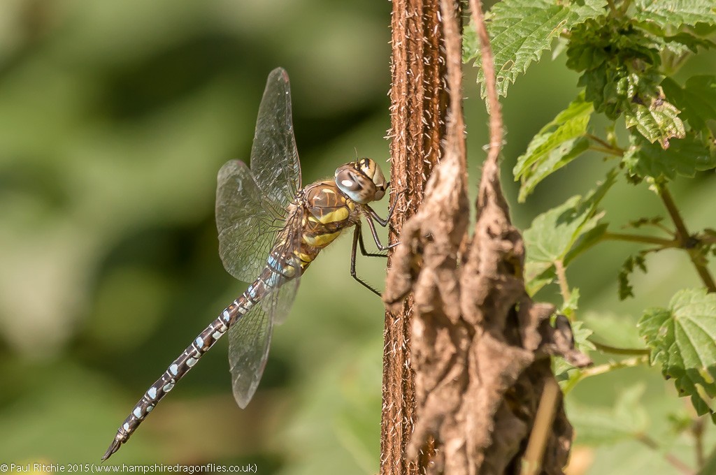 Migrant Hawker - male