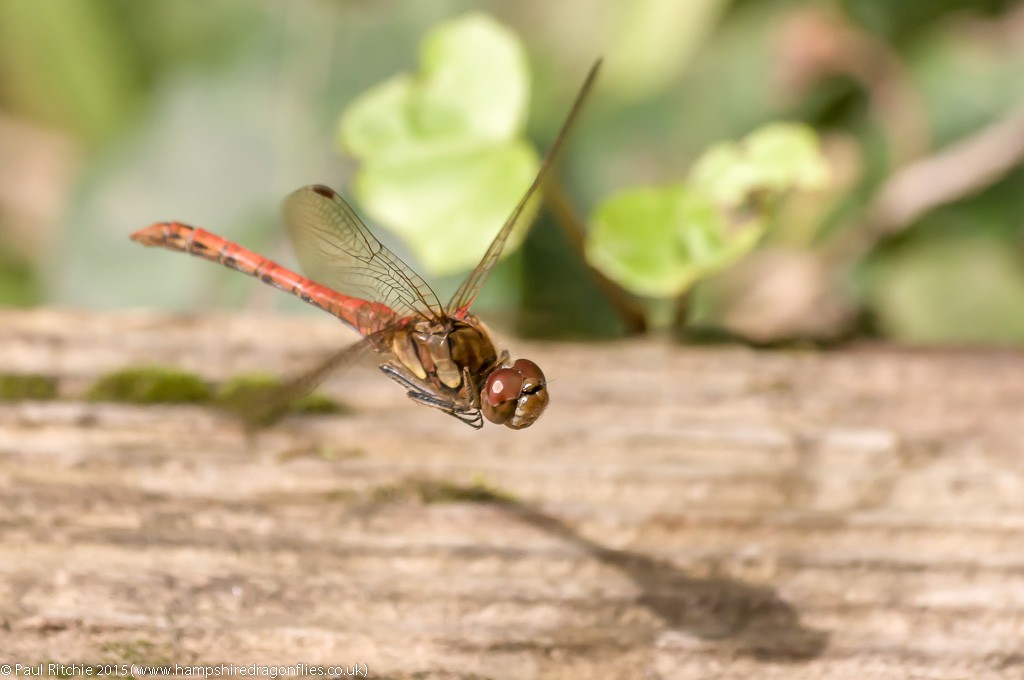 Common Darter - male