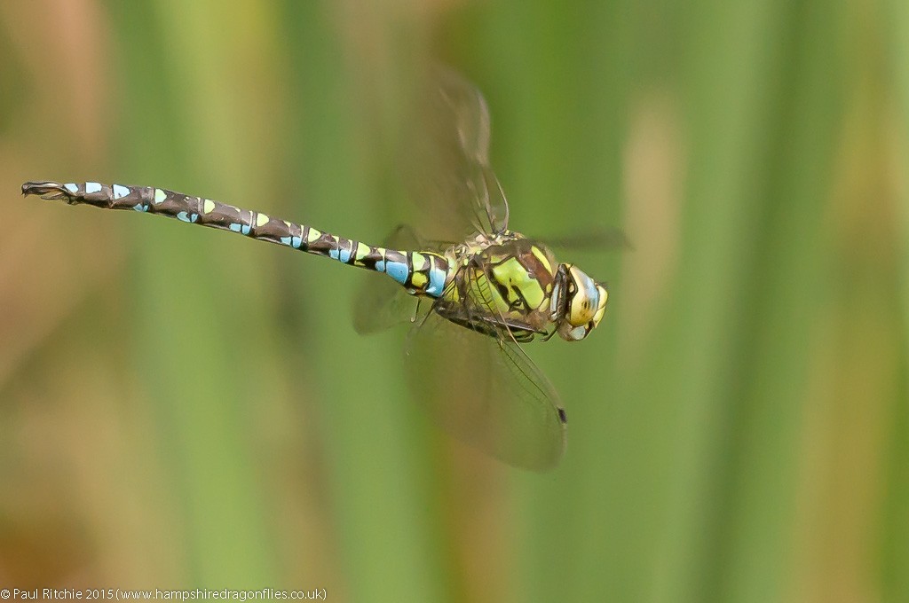 Southern Hawker  - male in-flight