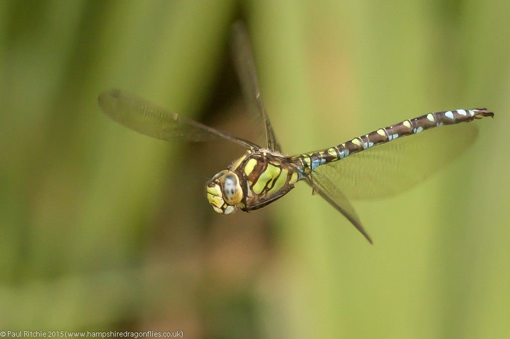 Southern Hawker  - male in-flight