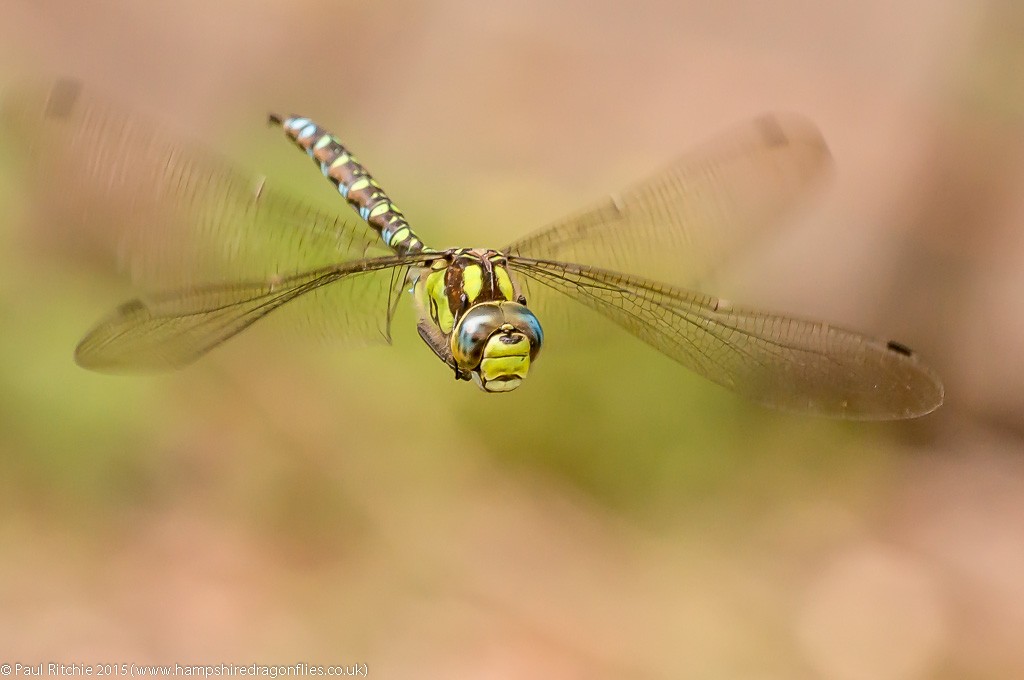 Southern Hawker  - male in-flight