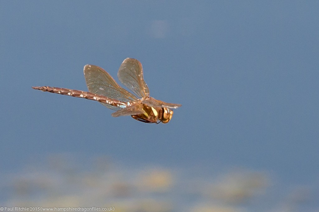 Brown Hawker - male in-flight