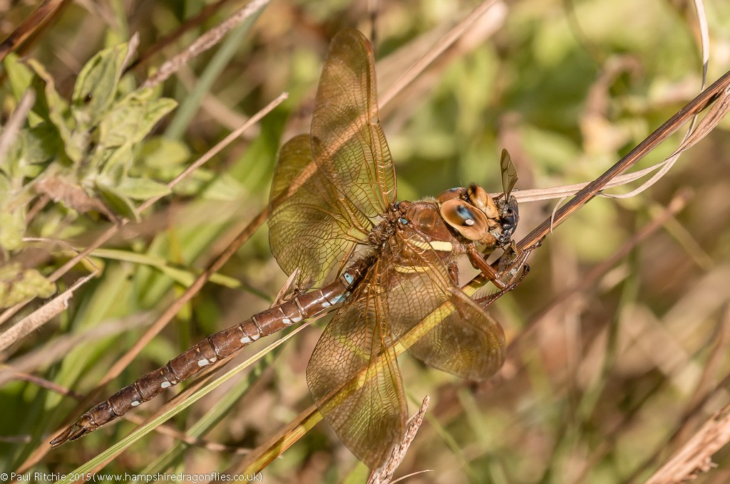 Brown Hawker - male feeding