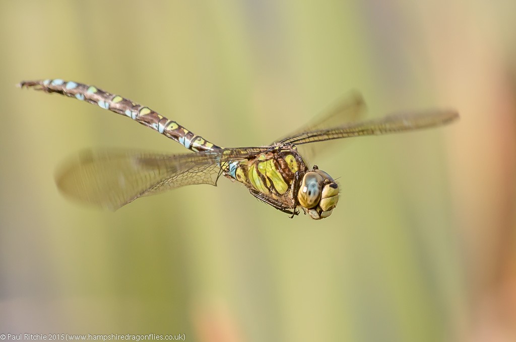 Southern Hawker - male in-flight