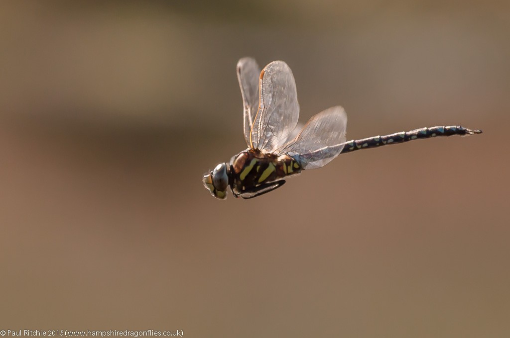 Moorland (Common) Hawker - male in-flight