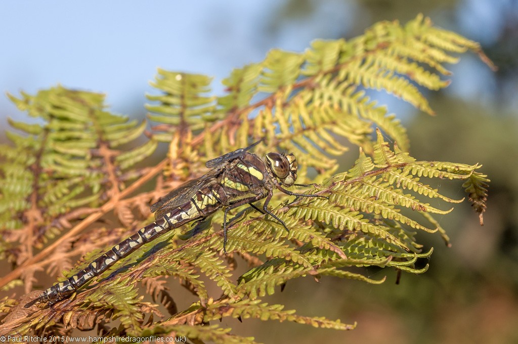 Moorland (Common) Hawker (Aeshna juncea) - female