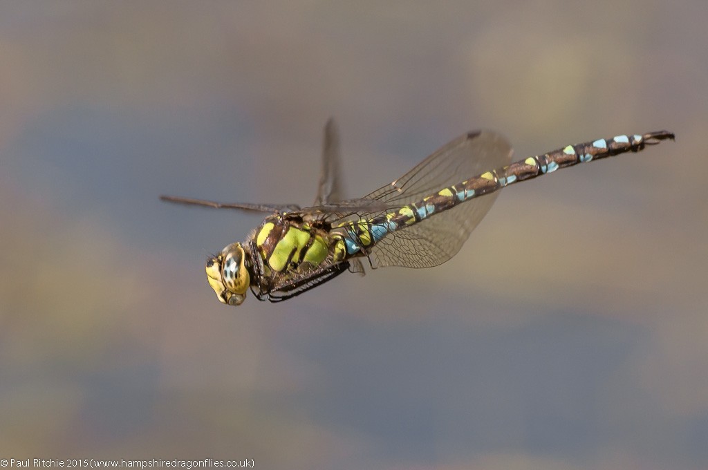 Southern Hawker - male in-flight