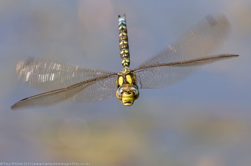 Southern Hawker - male in-flight