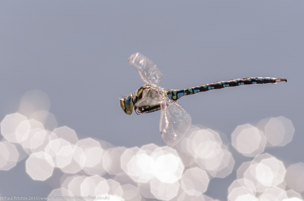 Southern Hawker - male in-flight