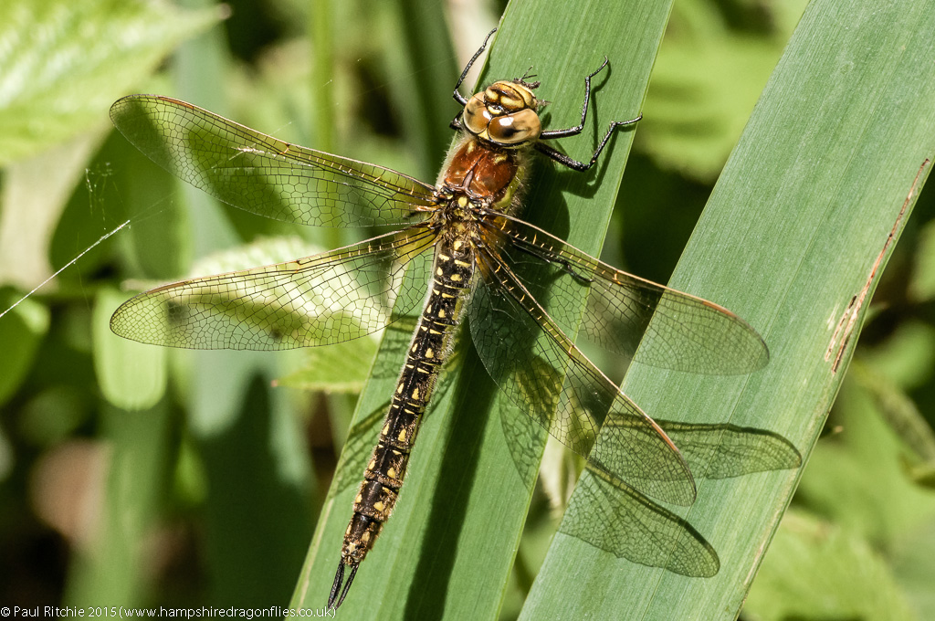 Hairy Dragonfly (Brachytron pratense) - female